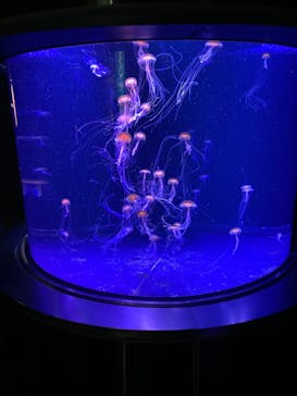 マリンワールド海の中道に投稿された画像（2021/3/3）