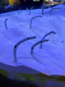 マリンワールド海の中道に投稿された画像（2021/3/3）