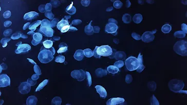 すみだ水族館に投稿された画像（2021/3/3）