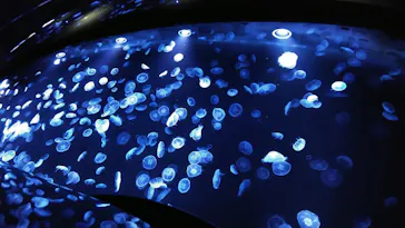 すみだ水族館に投稿された画像（2021/3/3）