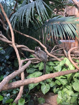 神戸どうぶつ王国に投稿された画像（2021/3/3）