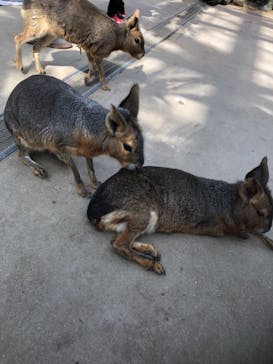 神戸どうぶつ王国に投稿された画像（2021/3/3）