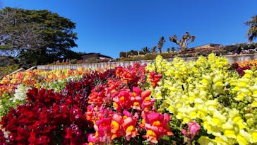 ニューヨークランプミュージアム＆フラワーガーデンに投稿された画像（2021/3/3）