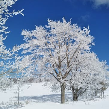 菅平高原スノーリゾートに投稿された画像（2021/3/4）