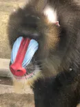 東武動物公園に投稿された画像（2021/3/4）