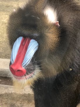 東武動物公園に投稿された画像（2021/3/4）