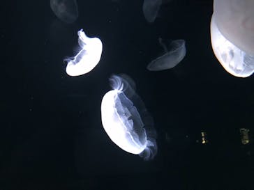 サンシャイン水族館に投稿された画像（2021/3/4）