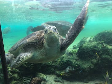 横浜・八景島シーパラダイスに投稿された画像（2021/3/4）