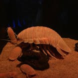 サンシャイン水族館に投稿された画像（2021/3/5）