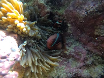 武藤潜水に投稿された画像（2021/3/5）