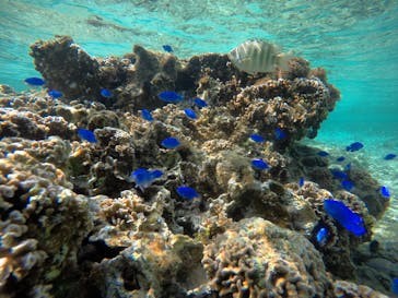 武藤潜水に投稿された画像（2021/3/5）