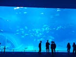 沖縄美ら海水族館に投稿された画像（2021/3/5）