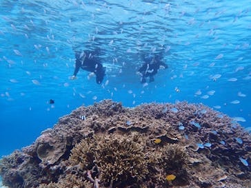 宮古島 ADVENTURE PiPi（ミヤコジマ アドベンチャー ピピ）に投稿された画像（2021/3/5）