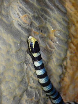 宮古島 ADVENTURE PiPi（ミヤコジマ アドベンチャー ピピ）に投稿された画像（2021/3/5）