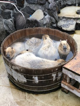 伊豆シャボテン動物公園に投稿された画像（2021/3/5）