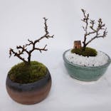 鉢マニアに投稿された画像（2021/3/6）