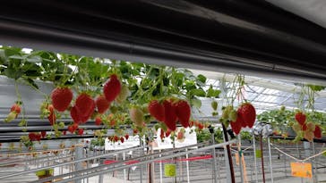 いのさんの観光農園に投稿された画像（2021/3/6）