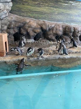 しながわ水族館に投稿された画像（2021/3/6）