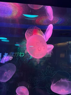 しながわ水族館に投稿された画像（2021/3/6）