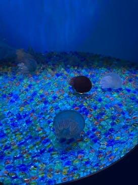 しながわ水族館に投稿された画像（2021/3/6）