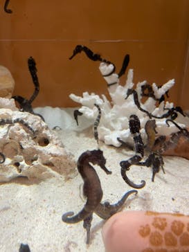 しながわ水族館に投稿された画像（2021/3/6）