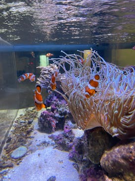 しながわ水族館に投稿された画像（2021/3/6）