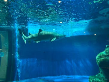 しながわ水族館に投稿された画像（2021/3/6）