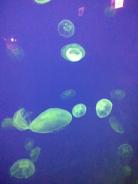 大分マリーンパレス水族館 「うみたまご」に投稿された画像（2021/3/6）