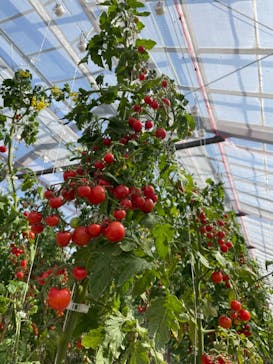 くらもとファームに投稿された画像（2021/3/6）