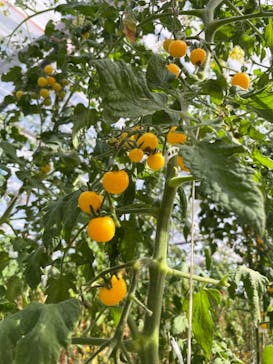 くらもとファームに投稿された画像（2021/3/6）