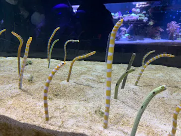 すみだ水族館に投稿された画像（2021/3/6）