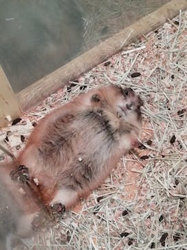 Moff アニマル カフェ イーアス 高尾店に投稿された画像（2021/3/6）