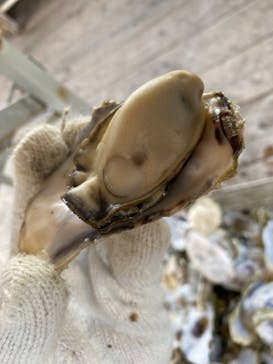 真珠工房 真珠の里に投稿された画像（2021/3/6）