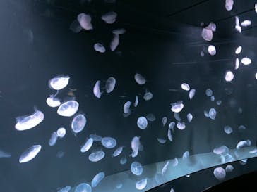 サンシャイン水族館に投稿された画像（2021/3/6）