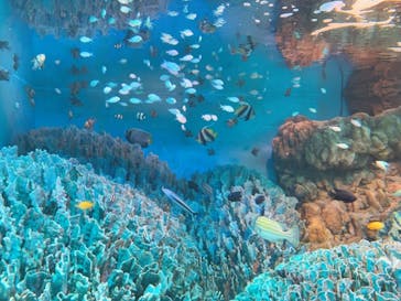 サンシャイン水族館に投稿された画像（2021/3/6）