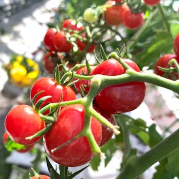 くらもとファームに投稿された画像（2021/3/6）