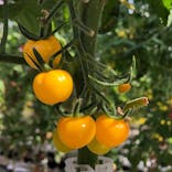 くらもとファームに投稿された画像（2021/3/6）