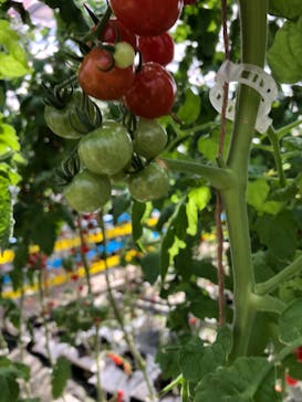 くらもとファームに投稿された画像（2021/3/6）