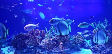 新江ノ島水族館に投稿された画像（2021/3/6）