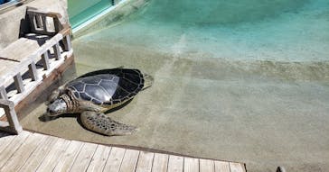 新江ノ島水族館に投稿された画像（2021/3/6）