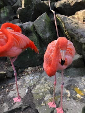 伊豆シャボテン動物公園に投稿された画像（2021/3/6）