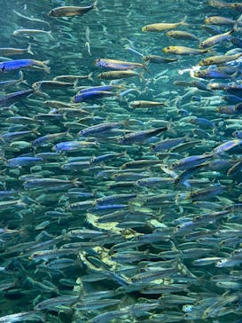 サンシャイン水族館に投稿された画像（2021/3/6）