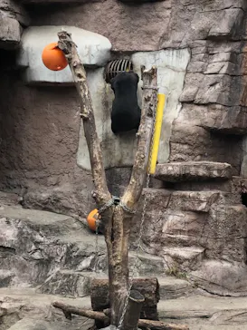 天王寺動物園に投稿された画像（2021/3/6）