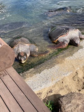 串本海中公園水族館に投稿された画像（2021/3/6）