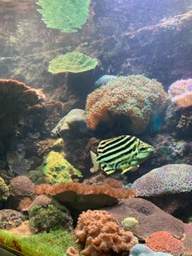 串本海中公園水族館に投稿された画像（2021/3/6）