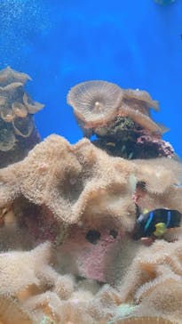 串本海中公園水族館に投稿された画像（2021/3/6）