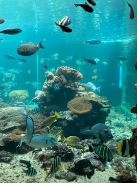 串本海中公園水族館に投稿された画像（2021/3/6）