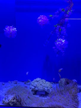 アクアワールド茨城県大洗水族館に投稿された画像（2021/3/6）