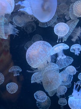 アクアワールド茨城県大洗水族館に投稿された画像（2021/3/6）