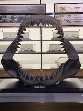 アクアワールド茨城県大洗水族館に投稿された画像（2021/3/6）